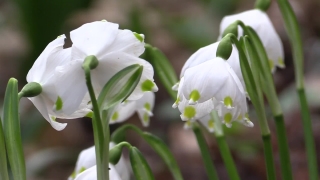 False Lily Of The Valley, Bulbous Plant, Vascular Plant, Plant, Flower, Flowers