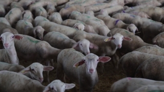Farm, Cow, Pen, Livestock, Ranch, Cattle