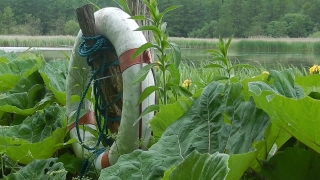 Farmer, Kale, Plant, Vegetable, Person, Agriculture