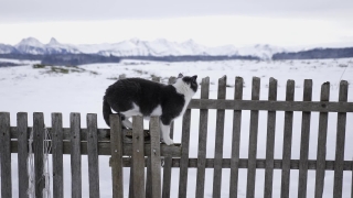 Fence, Worm Fence, Rail Fence, Barrier, Picket Fence, Obstruction