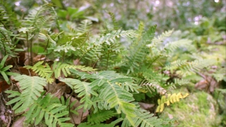 Fern, Plant, Forest, Tree, Leaf, Woody Plant