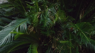 Fern, Plant, Vascular Plant, Aquatic, Light, Fractal