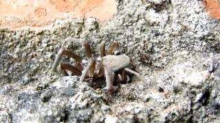 Fiddler Crab, Crab, Spider, Tarantula, Arthropod, Crustacean