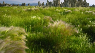 Field, Grass, Plant, Reed, Landscape, Summer