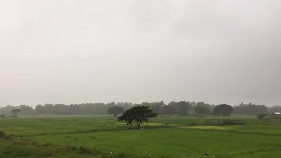 Field, Grass, Sky, Landscape, Meadow, Tree
