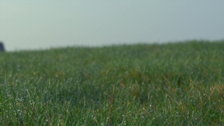 Field, Grass, Wheat, Meadow, Lawn, Summer