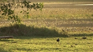 Field, Landscape, Grass, Hay, Meadow, Rice