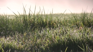 Field, Plant, Grass, Herb, Reed, Vascular Plant
