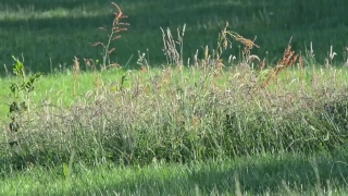 Field, Plant, Grass, Vascular Plant, Herb, Summer