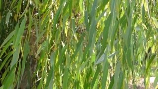 Field, Wheat, Grass, Plant, Grain, Spring