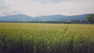 Field, Wheat, Landscape, Rural, Grass, Rice