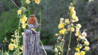 Finch, Bird, Goldfinch, Wildlife, Brambling, Beak