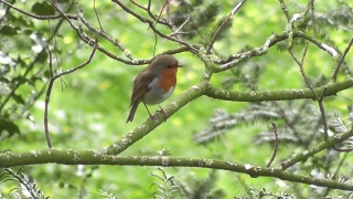 Finch, Bird, Junco, Brambling, Wildlife, Feather