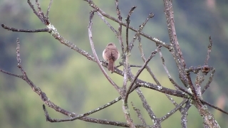 Finch, Bird, Junco, Tree, House Finch, Wildlife