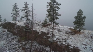 Fir, Snow, Pine, Tree, Forest, Winter