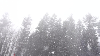 Fir, Snow, Tree, Winter, Forest, Ice