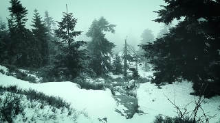 Fir, Tree, Pine, Forest, Landscape, Trees