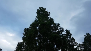 Fir, Tree, Pine, Forest, Trees, Landscape
