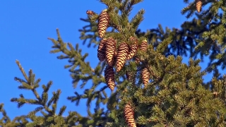 Fir, Tree, Pine, Plant, Alder, Woody Plant