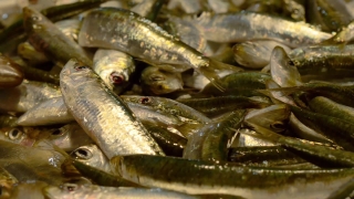 Fish, Crustacean, Crayfish, Food, Seafood, Bivalve