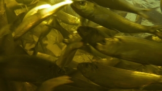 Fish, Eel, Water, Catfish, Yellow, Plant