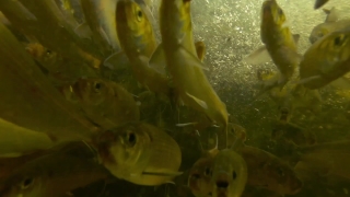 Fish, Puffer, Underwater, Sea, Water, Sea Squirt