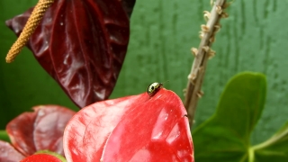 Flamingo Flower, Houseplant, Plant, Fresh, Food, Organism