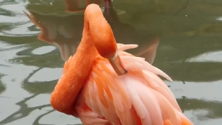 Flamingo, Wading Bird, Aquatic Bird, Bird, Food, Close