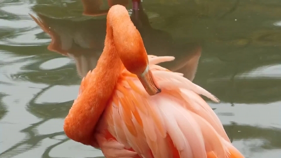 Flamingo, Wading Bird, Aquatic Bird, Bird, Pink, Close