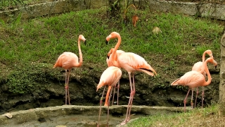 Flamingo, Wading Bird, Aquatic Bird, Bird, Wildlife, Beak