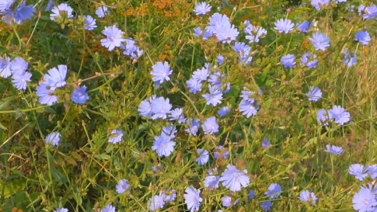 Flax, Herb, Vascular Plant, Plant, Flower, Flowers