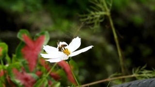 Flower, Daisy, Plant, Herb, Blossom, Spring