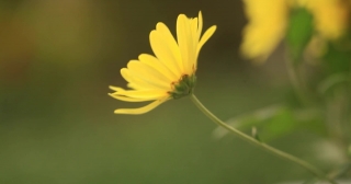Flower, Daisy, Plant, Sunflower, Herb, Vascular Plant