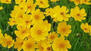 Flower, Herb, Plant, Vascular Plant, Blossom, Yellow