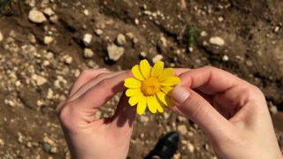 Flower, Herb, Plant, Vascular Plant, Sunflower, Petal