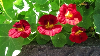 Flower, Herb, Vascular Plant, Plant, Primrose, Flowers