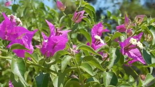 Flower, Petunia, Plant, Vascular Plant, Angiosperm, Pink