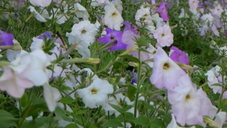 Flower, Petunia, Vascular Plant, Plant, Herb, Angiosperm