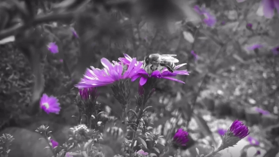 Flower, Plant, Aster, Vascular Plant, Angiosperm, Pink