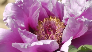 Flower, Plant, Pink, Flora, Blossom, Flowers