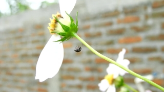 Flower, Plant, Spring, Flowers, Chamomile, Flora