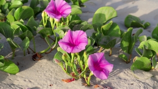 Flower, Plant, Vascular Plant, Herb, Pink, Blossom
