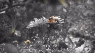 Flower, Plant, Vascular Plant, Insect, Daisy, Spring