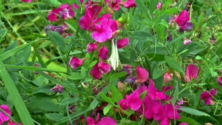 Flower, Plant, Vascular Plant, Shrub, Pink, Snapdragon