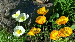 Flower, Poppy, Vascular Plant, Plant, Herb, Buttercup