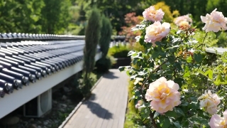 Flower, Rose, Shrub, Flowers, Plant, Garden