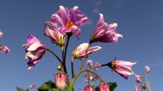 Flower, Shrub, Pink, Petal, Plant, Vascular Plant