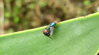 Fly, Insect, Arthropod, Ladybug, Bug, Beetle