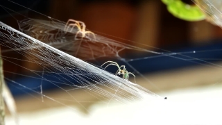 Fly, Spider Web, Cobweb, Web, Lines, Detail