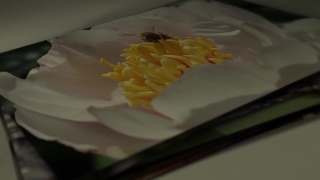 Food, Meal, Petal, Plate, Dinner, Gourmet